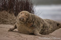 Robben_Helgoland2021_052