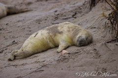 Robben_Helgoland2021_055