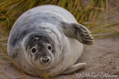 Robben_Helgoland2021_058