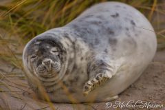 Robben_Helgoland2021_059