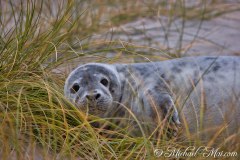 Robben_Helgoland2021_060