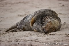Robben_Helgoland2021_062