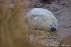 Robben_Helgoland2021_066