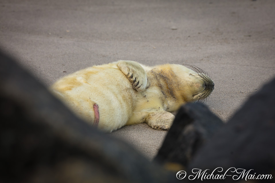 Exposed on the sand, a tired seal pup dozes, its small flipper near a belly mark.
