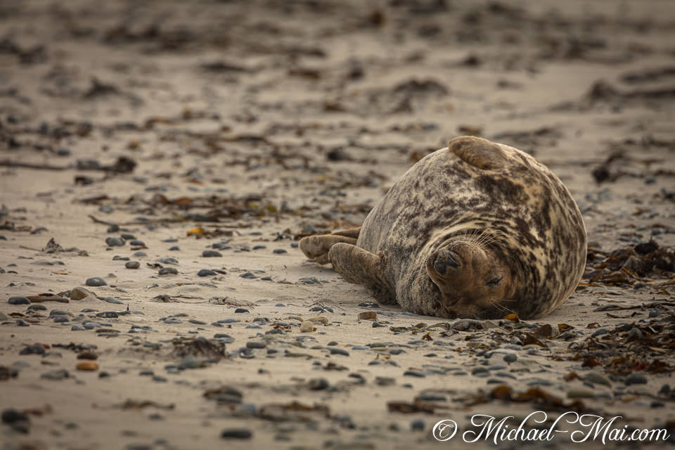 Lounging casually on the sand, a seal shows off its uniquely patterned fur.