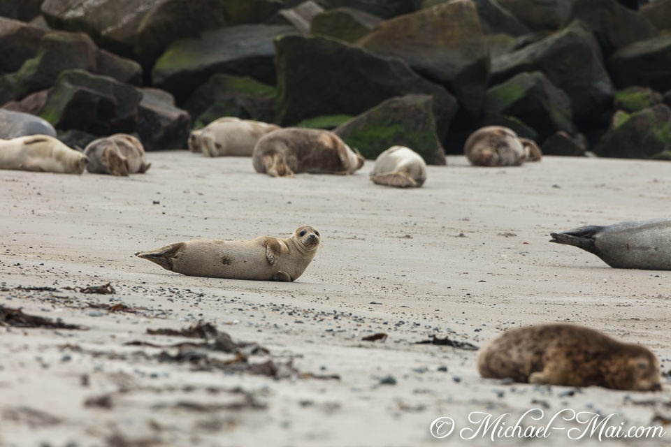 On the wide beach, a seal lifts its head, observing the surroundings and its colony.