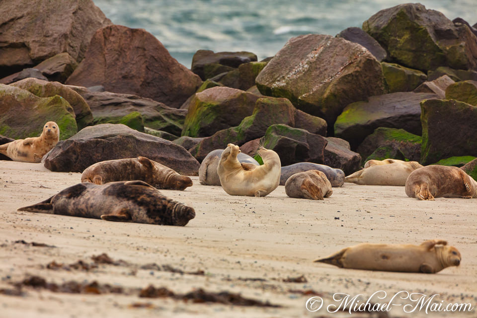 Stretching on its back, a seal joins others basking on the rocky shore.
