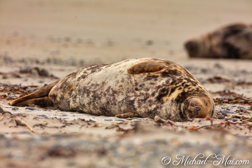 Curled on the beach, a mottled seal enjoys profound rest amidst the pebbles and sand.