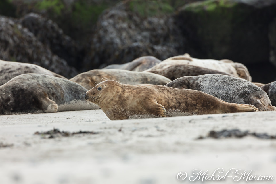 Strewn across the sand, a brown seal watches, its coat dusted with beach grit.