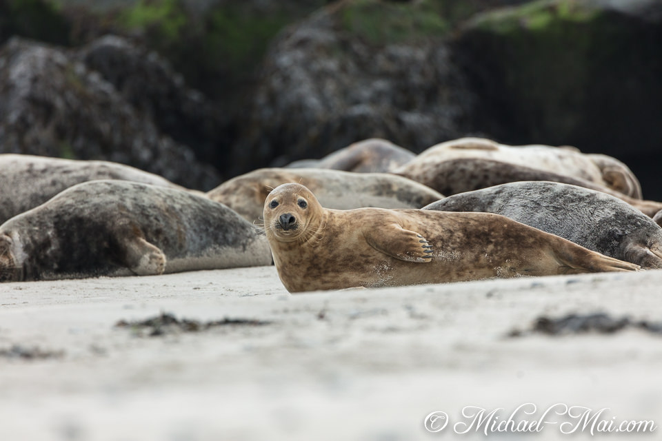 Engaging the viewer, one alert seal sits among its dozing companions on the shore.