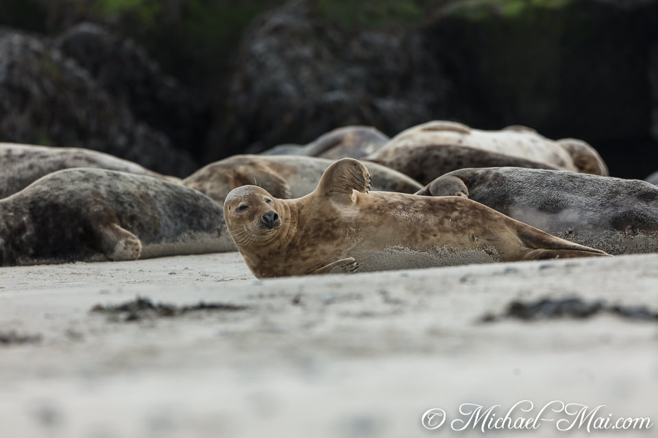 An individual seal, head subtly lifted, intently surveys the lively beach scene.