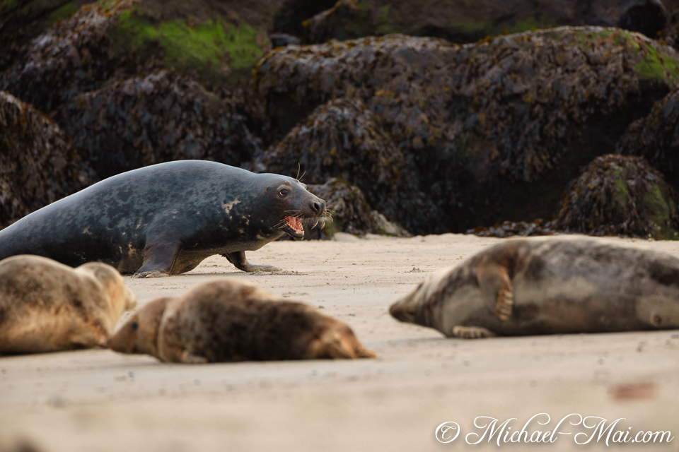 Deep on the sand, a grey seal unleashes a roaring challenge to nearby seals.