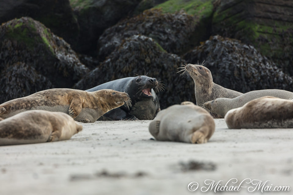 Vocal exchanges erupt as several seals gather, engaging in a lively beach discussion.