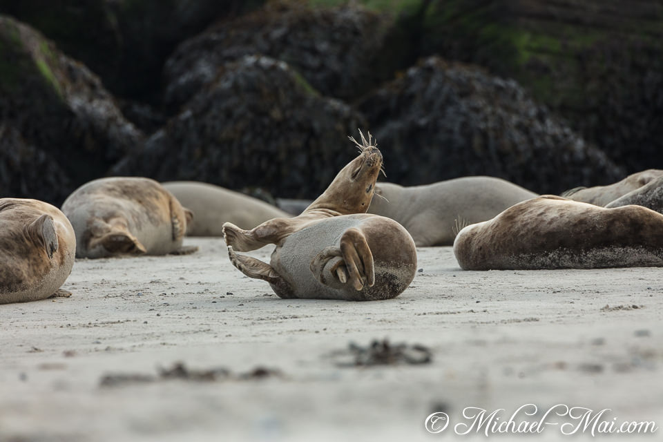 Mid-roll, a seal arches its back, whiskers splayed, enjoying the sandy shore.