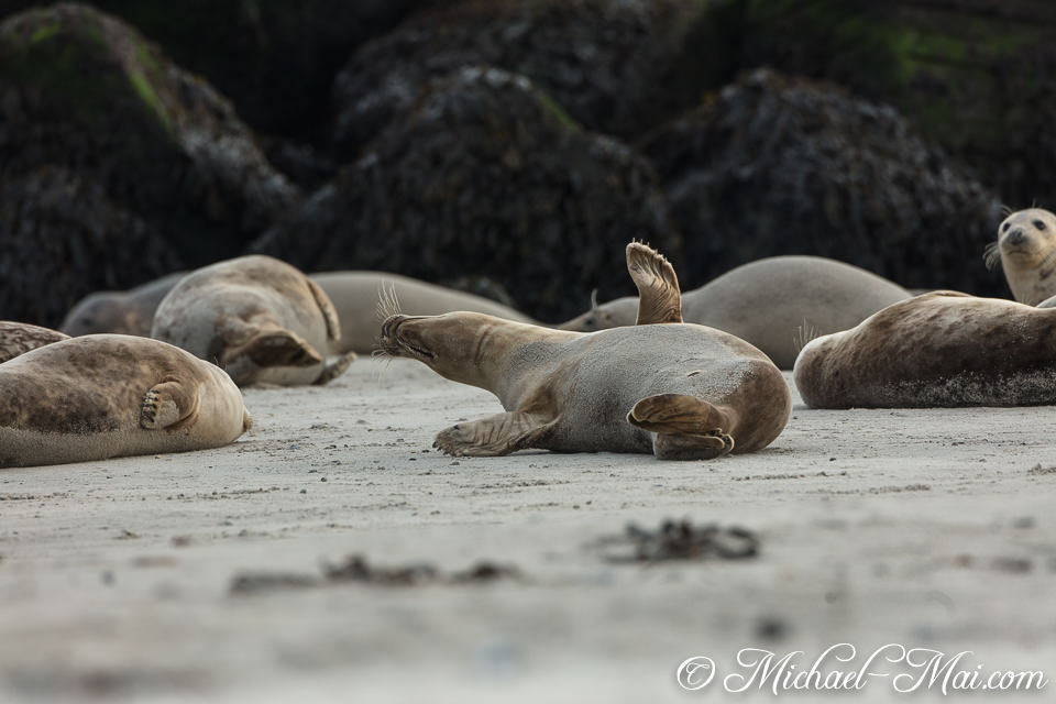 Body arched in an upward stretch, a seal reaches a flipper into the air.