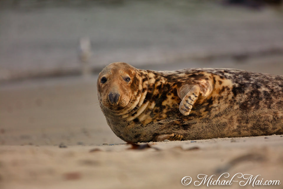Watching with clear eyes, a mottled seal reclines effortlessly on the sand.