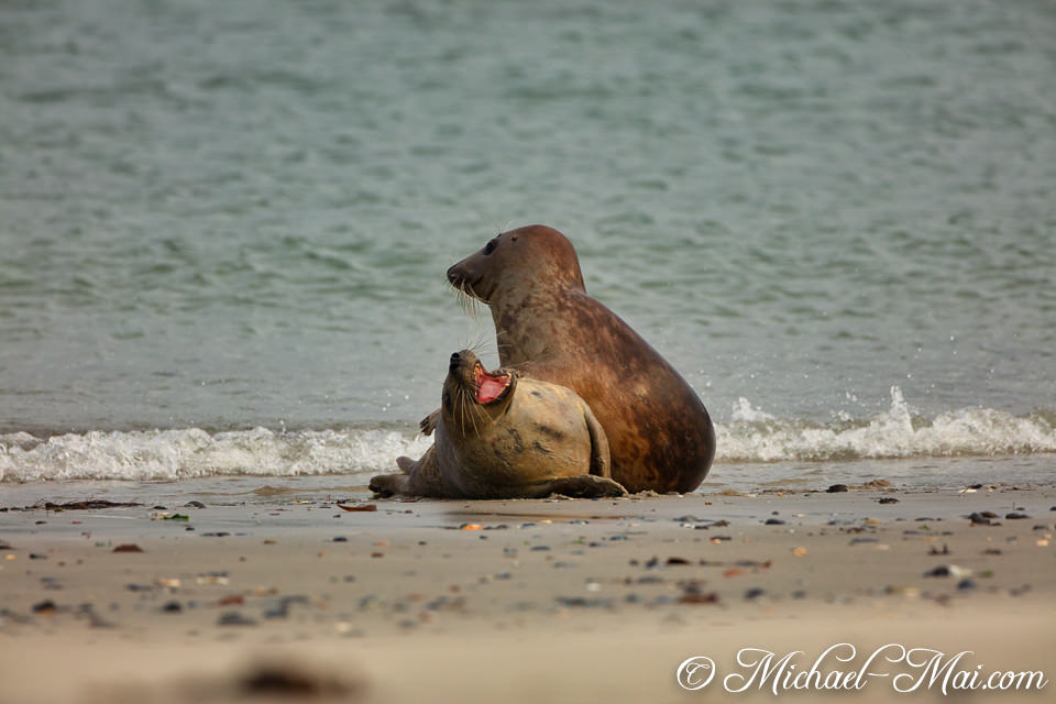 With a gaping mouth, one seal seems to entertain its seated beach companion.