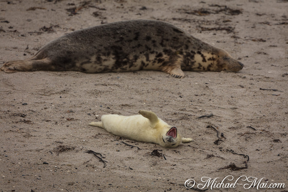 A tiny pup dramatically yawns on its back, while an adult sleeps nearby.