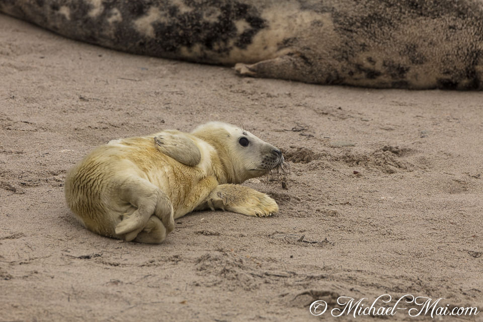 Nestled softly on the shore, a new pup observes its surroundings.