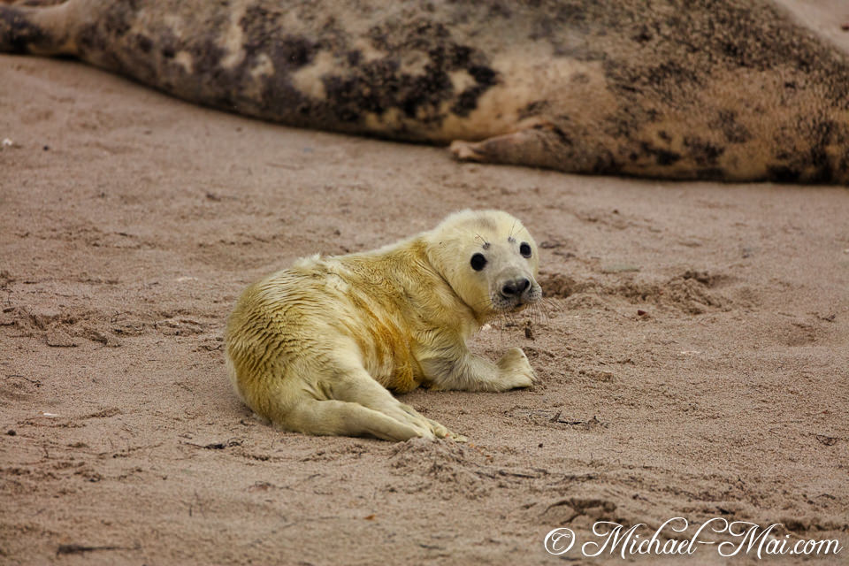 Newborn pup watches the world, its protective mother a gentle presence nearby.