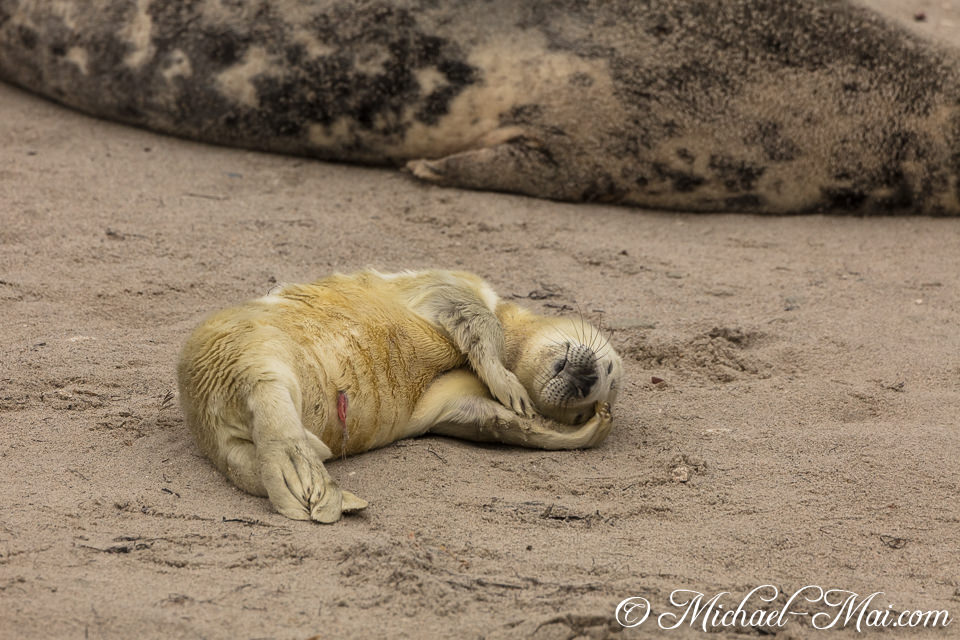 Completely relaxed, a young pup snoozes soundly with flippers over its head.