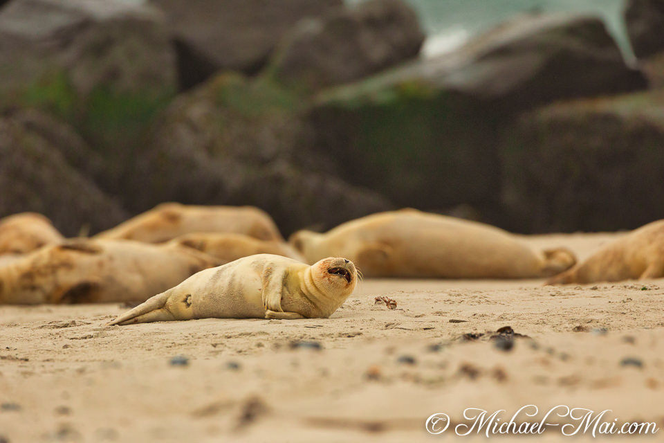 Lounging on the beach, a vocal pup curiously interacts with a tiny crab.
