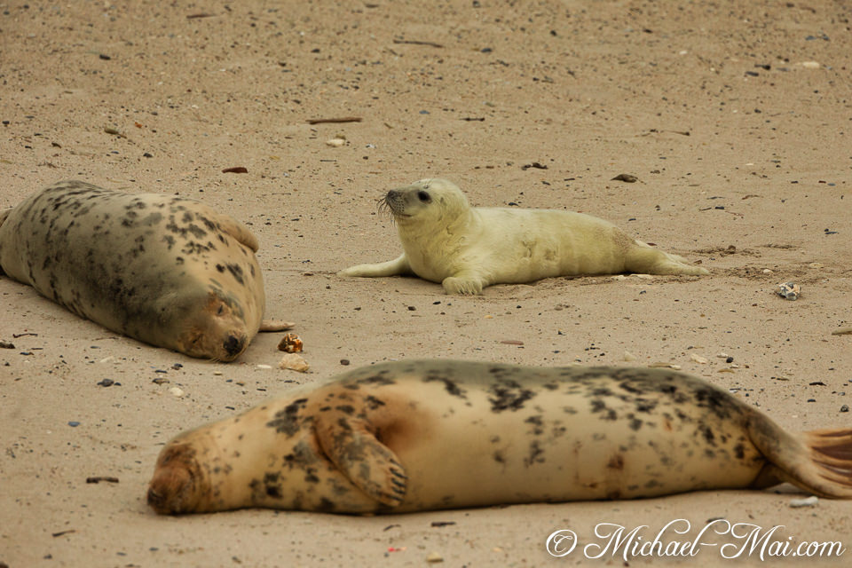 A bright white pup watches intently while two spotted seals lounge idly on the sand.