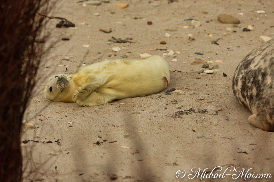 Blissfully content, a newborn pup lounges belly-up, flippers crossed, near an adult.