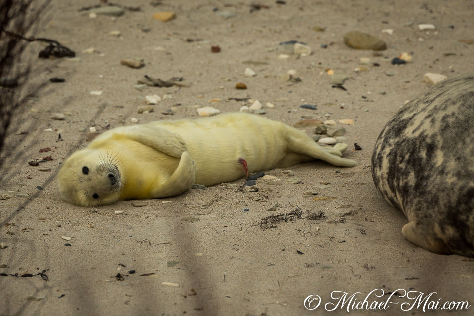 Gazing intently, this pale pup displays its umbilical cord on the warm sand.