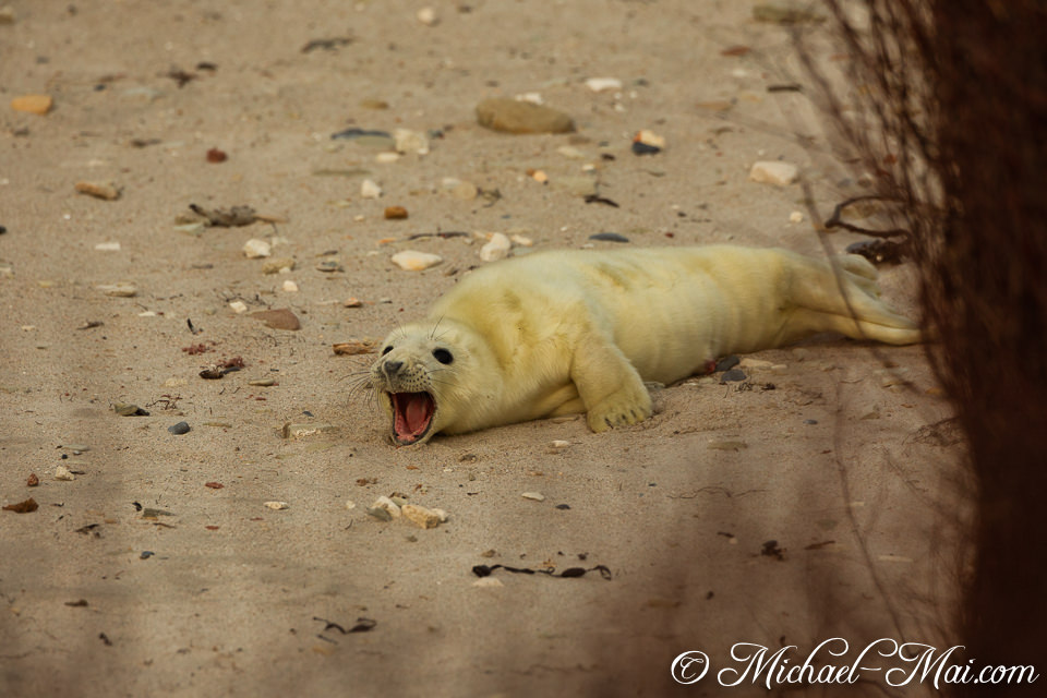 Framed by dry reeds, a wide-mouthed pup lets out a loud call.