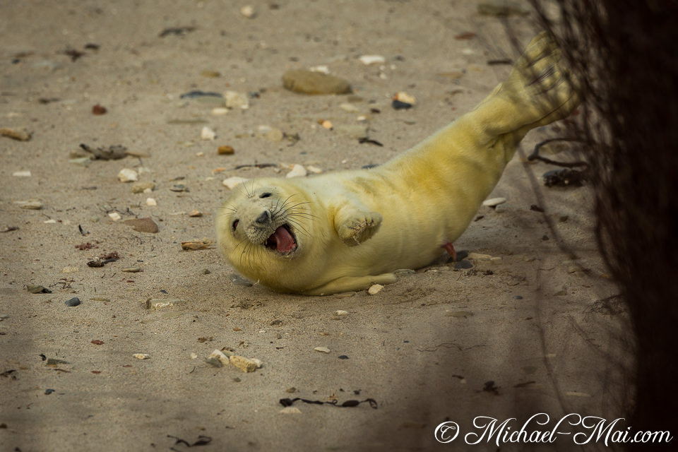 Rolling backward, this vibrant pup laughs heartily on the shore.