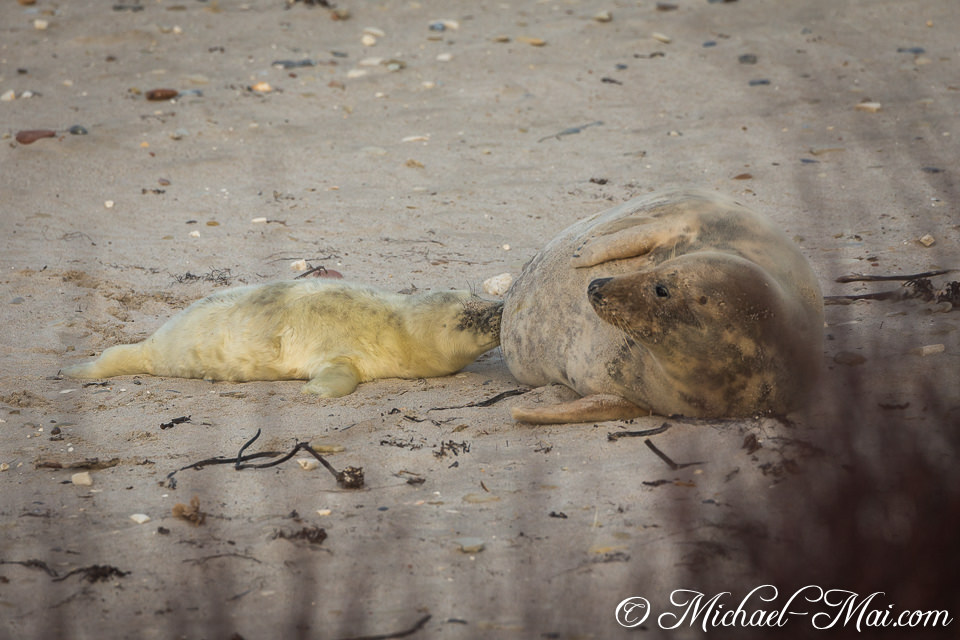 Warm sand cradles a yellow-coated pup as it suckles from its watchful mother.