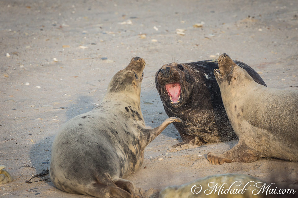 Dramatic vocal exchange unfolds between two seals on the sandy shore.