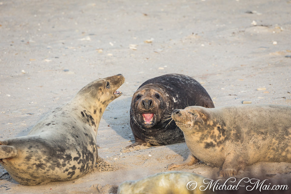 On the sand, a powerful grey seal bellows at two observing companions.