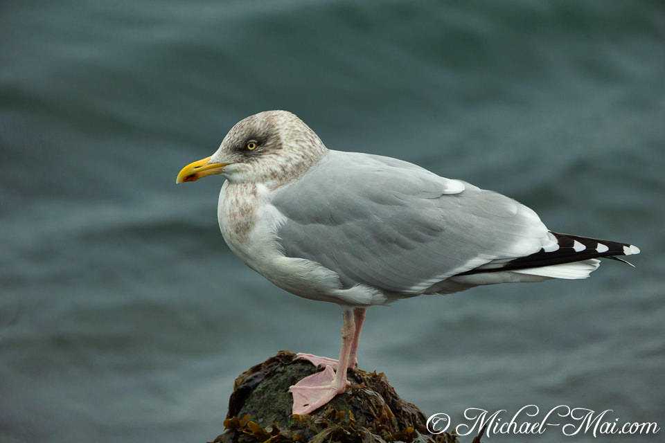 A watchful gull stands poised on a seaweed-covered rock overlooking the ocean.