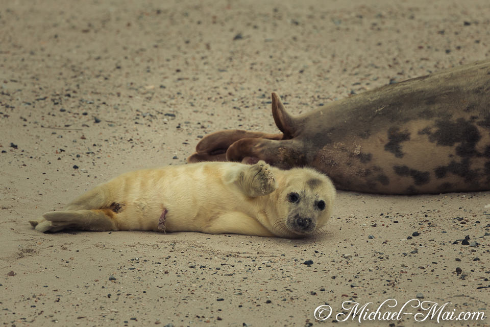Lounging on the sand, a cream-furred young seal lifts a flipper, offering a direct gaze.