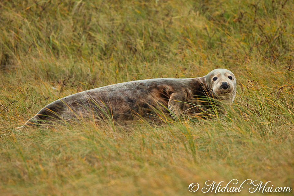 Amidst the golden-green grass, a grey seal lifts its head, eyes warmly engaged.