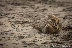 Helgoland 2019