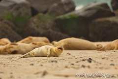 Helgoland 2019
