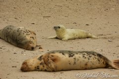 Helgoland 2019