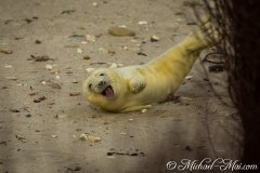 Helgoland 2019