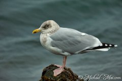 Helgoland 2019