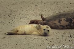 Helgoland 2019