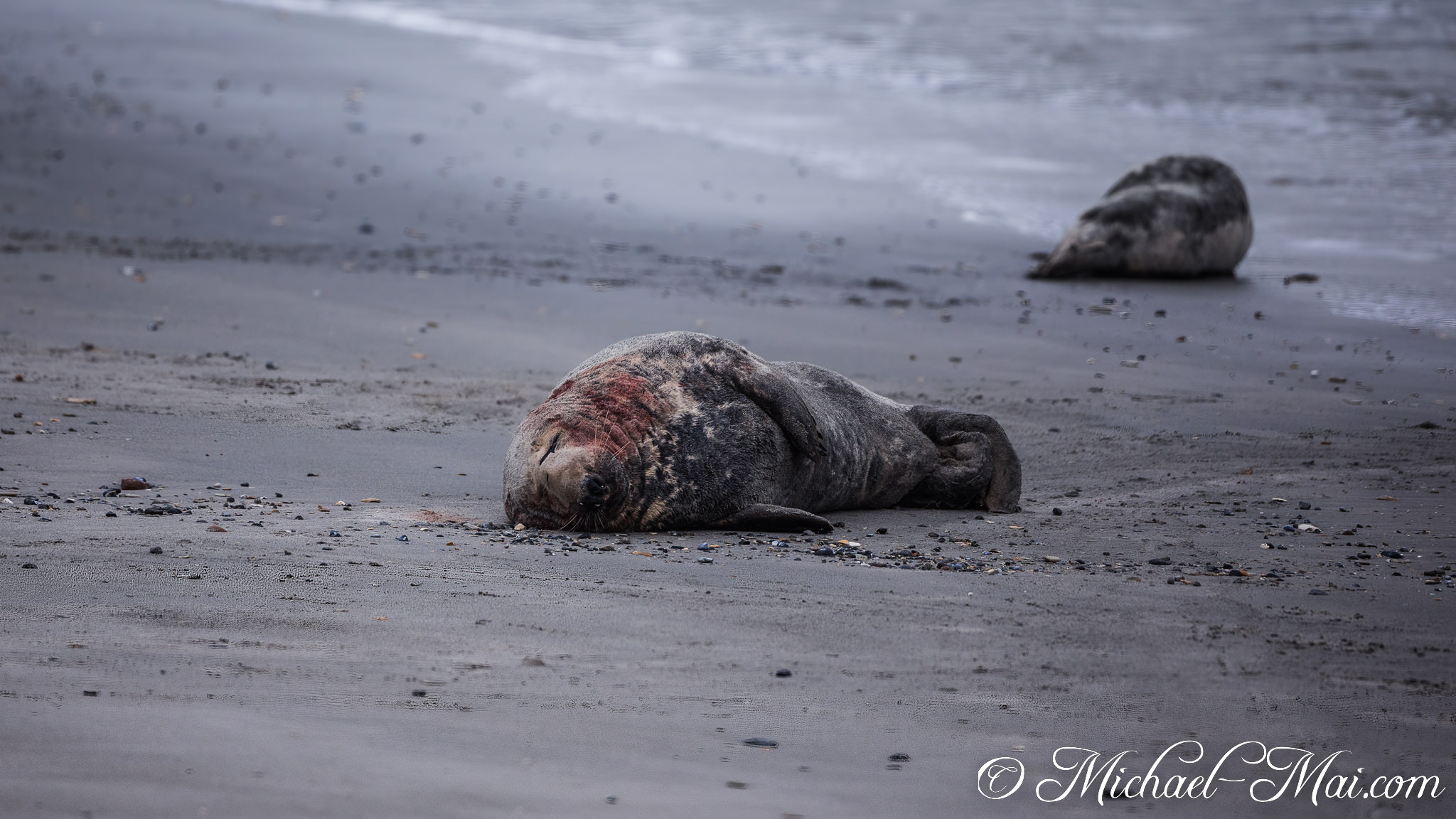 A wounded grey seal sprawls across the dark shore, blood staining its head. | Helgoland, Schleswig-Holstein, Germany