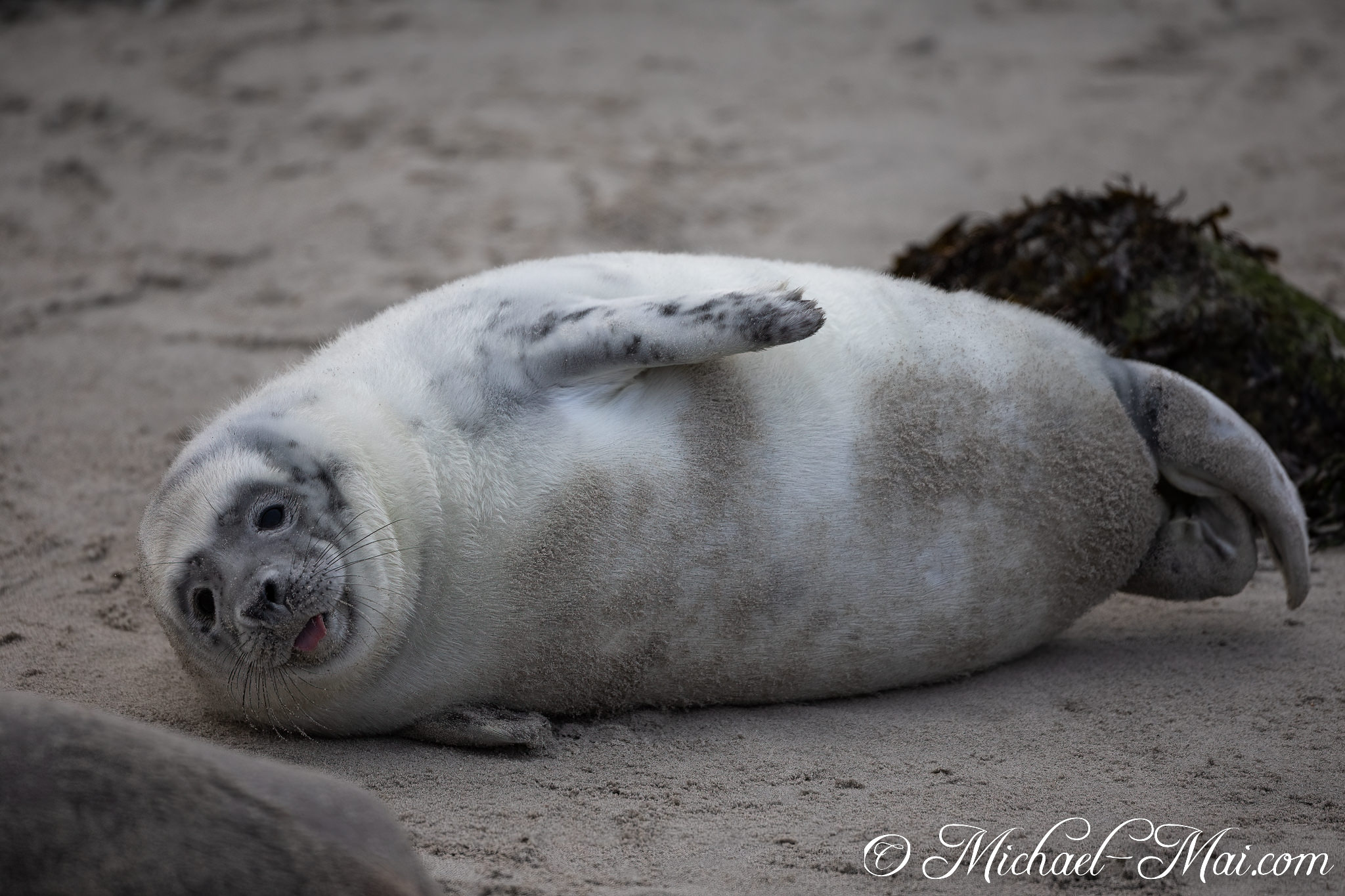 Delightfully goofy, a bright white seal pup tilts its head and sticks out its tongue. | Helgoland, Schleswig-Holstein, Germany