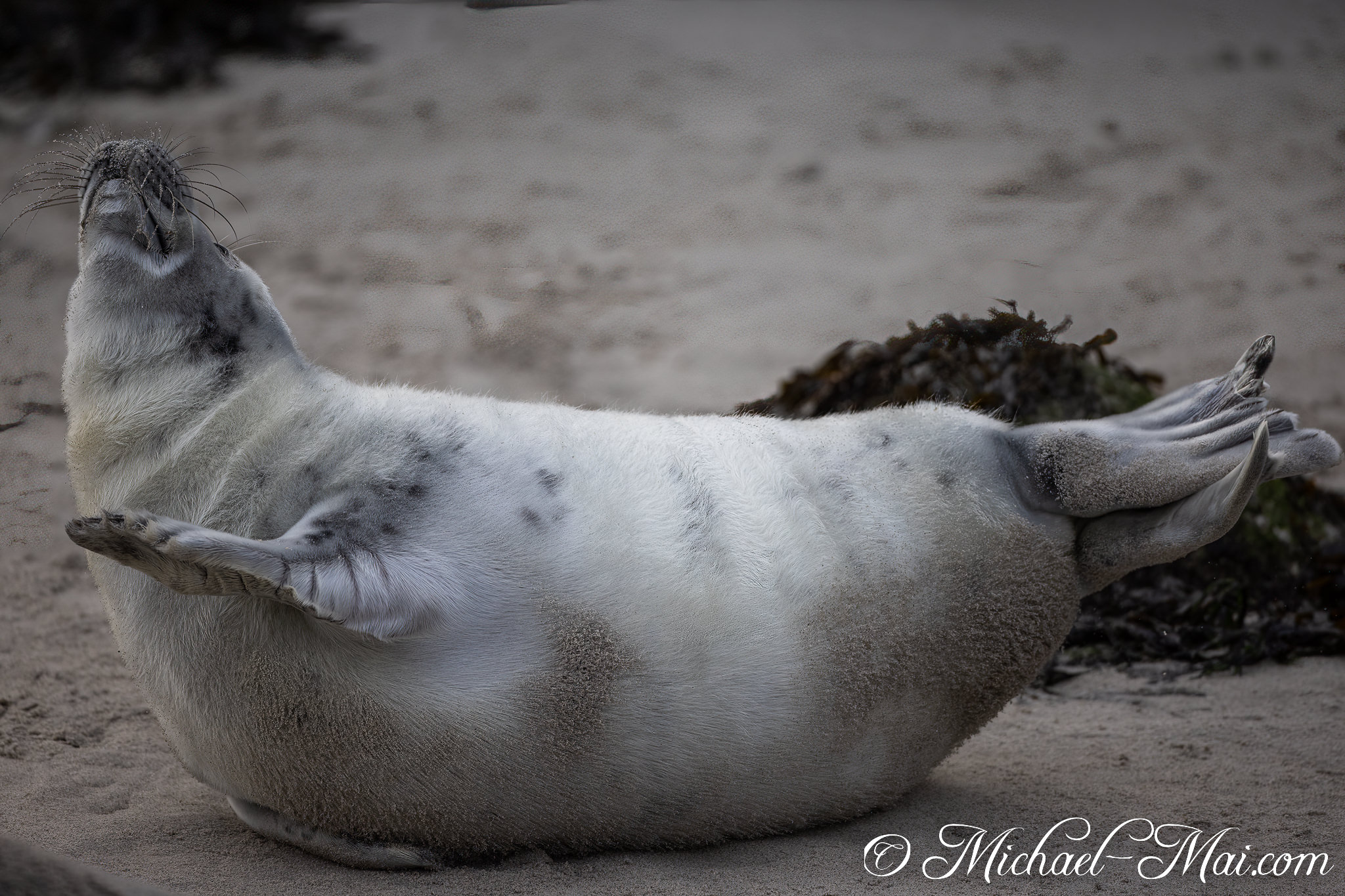 Young pup stretches out on its back, basking blissfully on the sun-warmed beach | Helgoland, Schleswig-Holstein, Germany