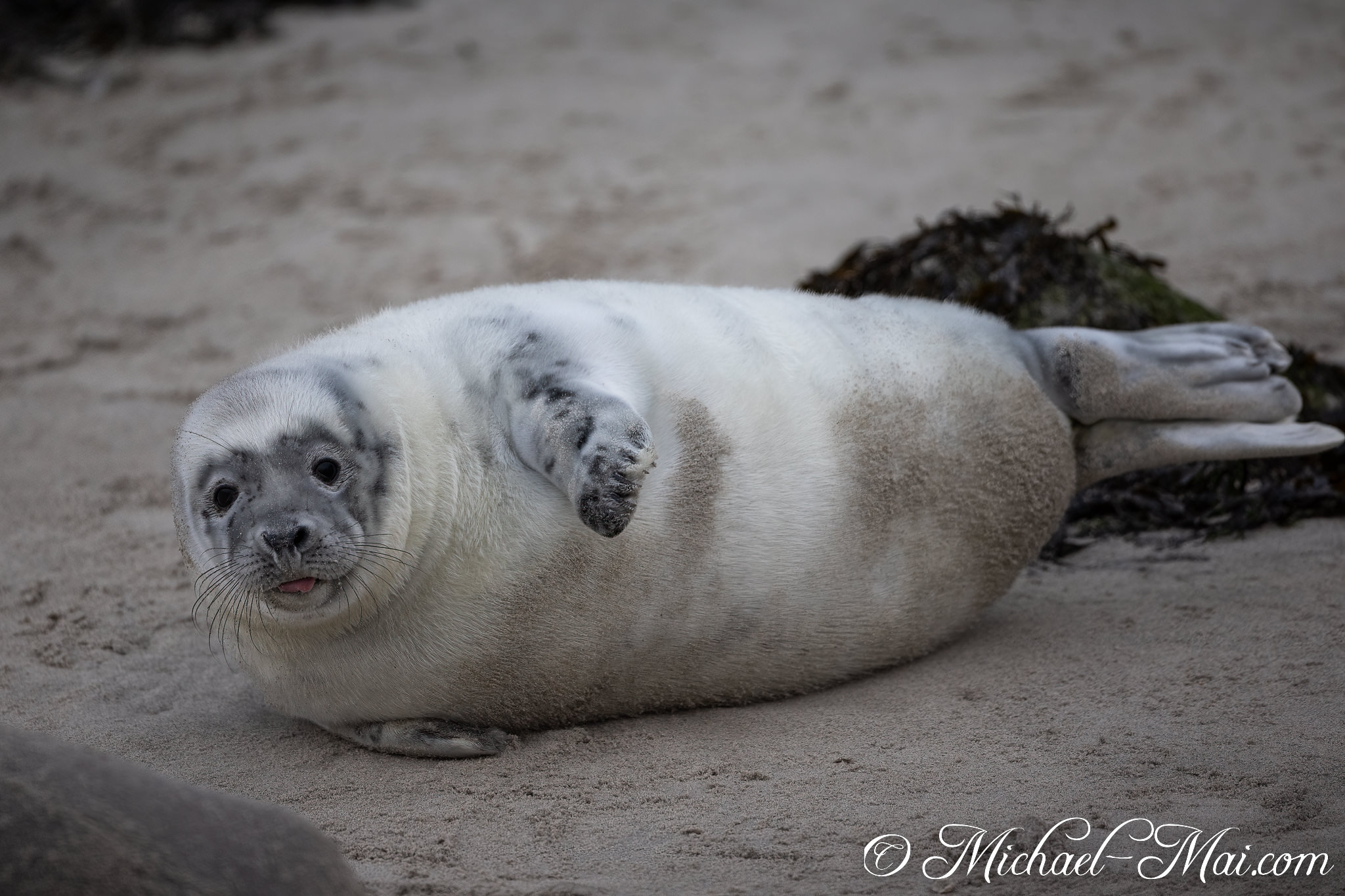 With one flipper raised, a wide-eyed pup offers an engaging stare from the sand. | Helgoland, Schleswig-Holstein, Germany