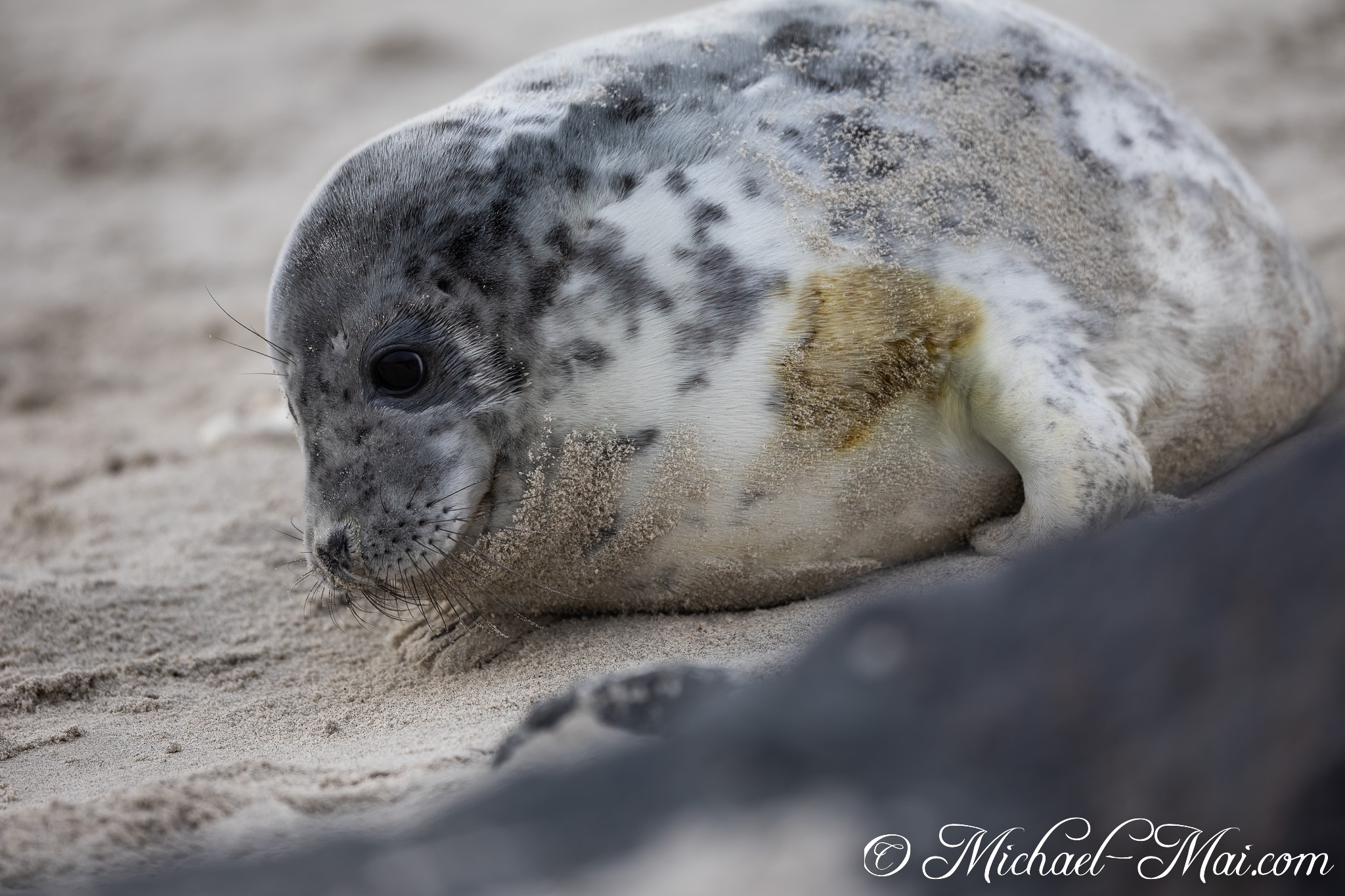 Fine sand dusts this pup's mottled fur, eyes fixed on the shifting shore. | Helgoland, Schleswig-Holstein, Germany