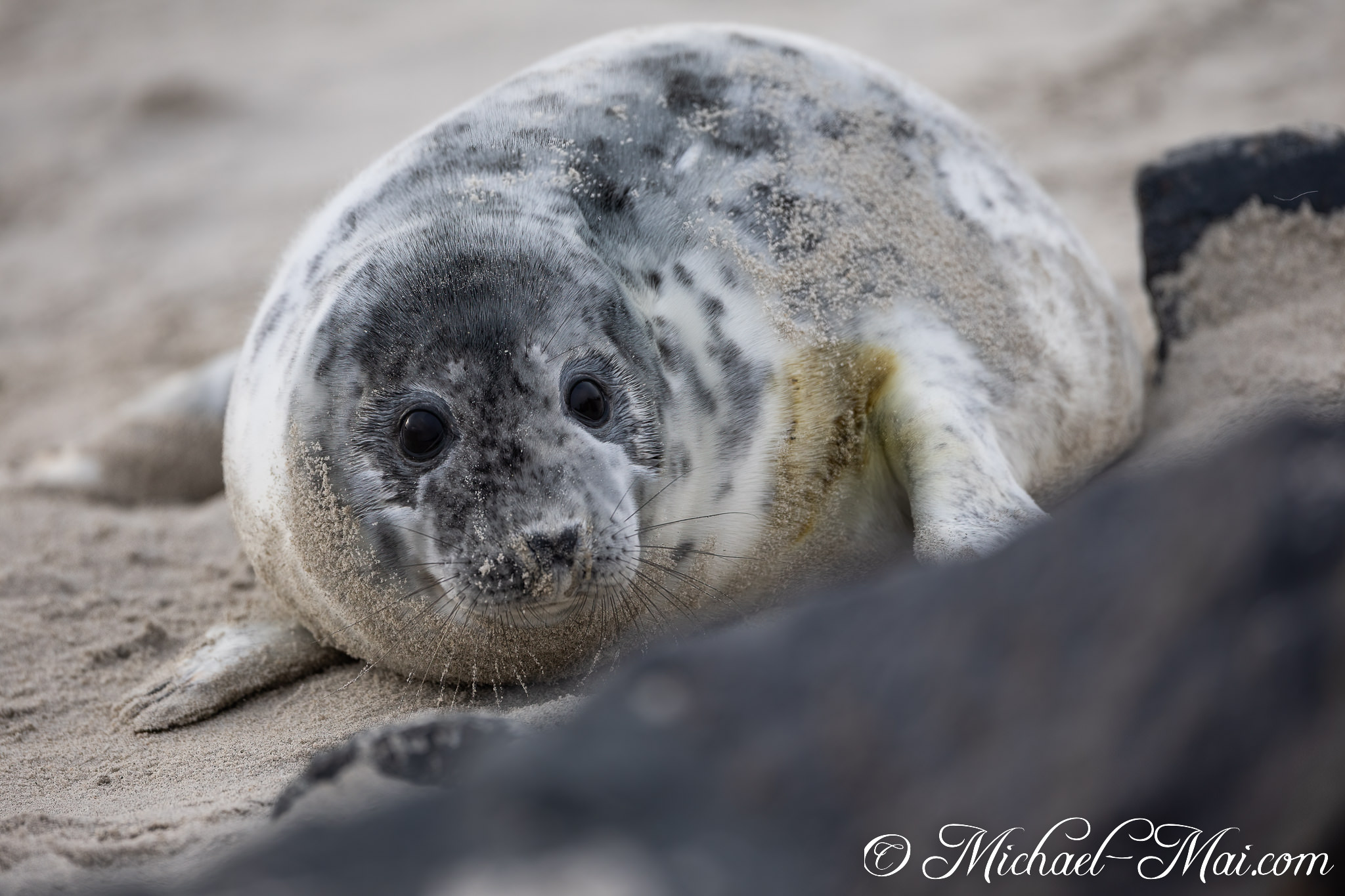Large, dark eyes intently meet the camera, a mottled grey seal pup engaging. | Helgoland, Schleswig-Holstein, Germany