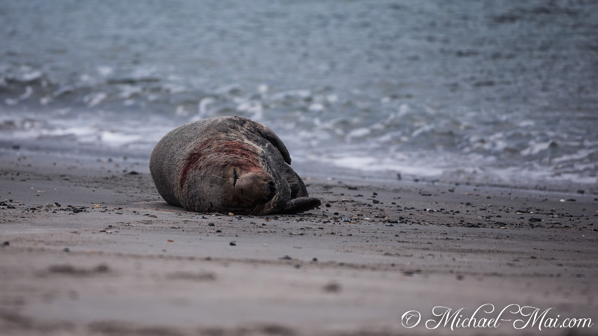 Bearing a stark red injury, a large grey seal lies quietly by the restless sea. | Helgoland, Schleswig-Holstein, Germany